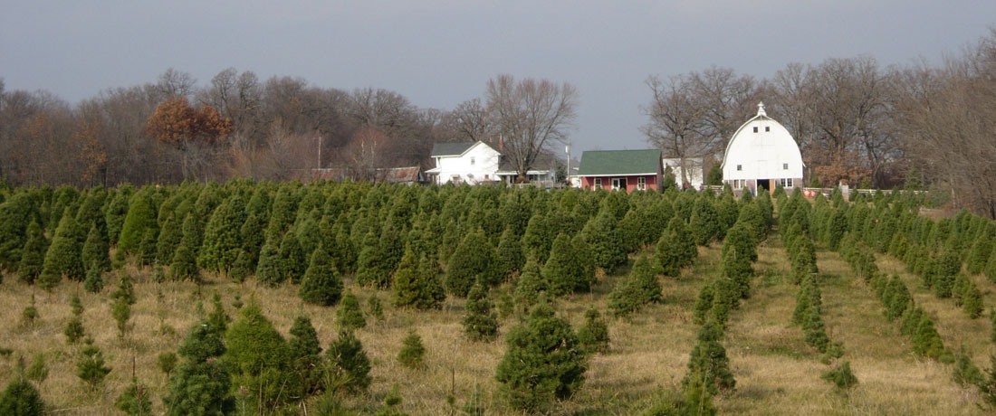 28 best illinois christmas tree farms chicagoland 28 best illinois christmas tree farms chicagoland