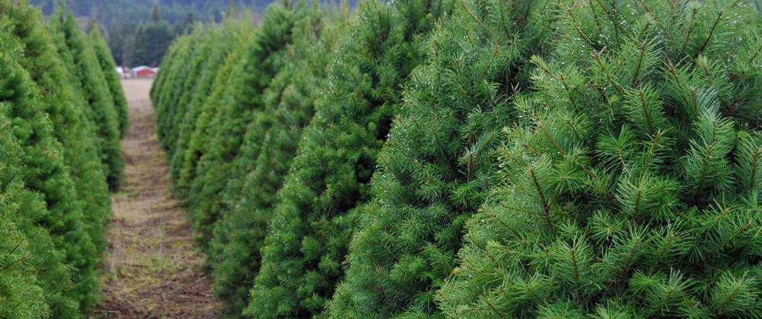 illinois christmas tree association search our members illinois christmas tree association search our members