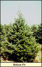 What's the Difference Between Fraser, Balsam Fir, and Canaan Fir Christmas  Trees?