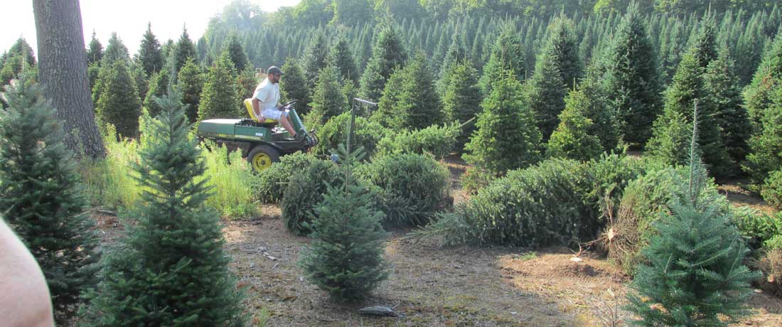 christmas tree farms illinois photo albums fabulous christmas tree farms illinois photo albums fabulous